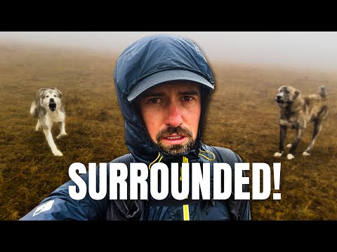 Surrounded by Shepherd Dogs in the Mountains of Georgia 🇬🇪