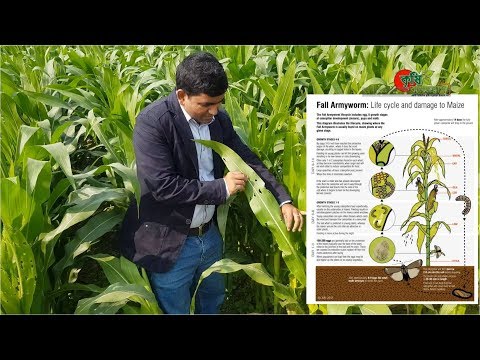 Fall Armyworm- বাংলাদেশেঃ কতটা বিধ্বংসী? মাঠ থেকে সরাসরি...