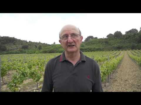 Le pinot noir à Limoux au Domaine Laurens