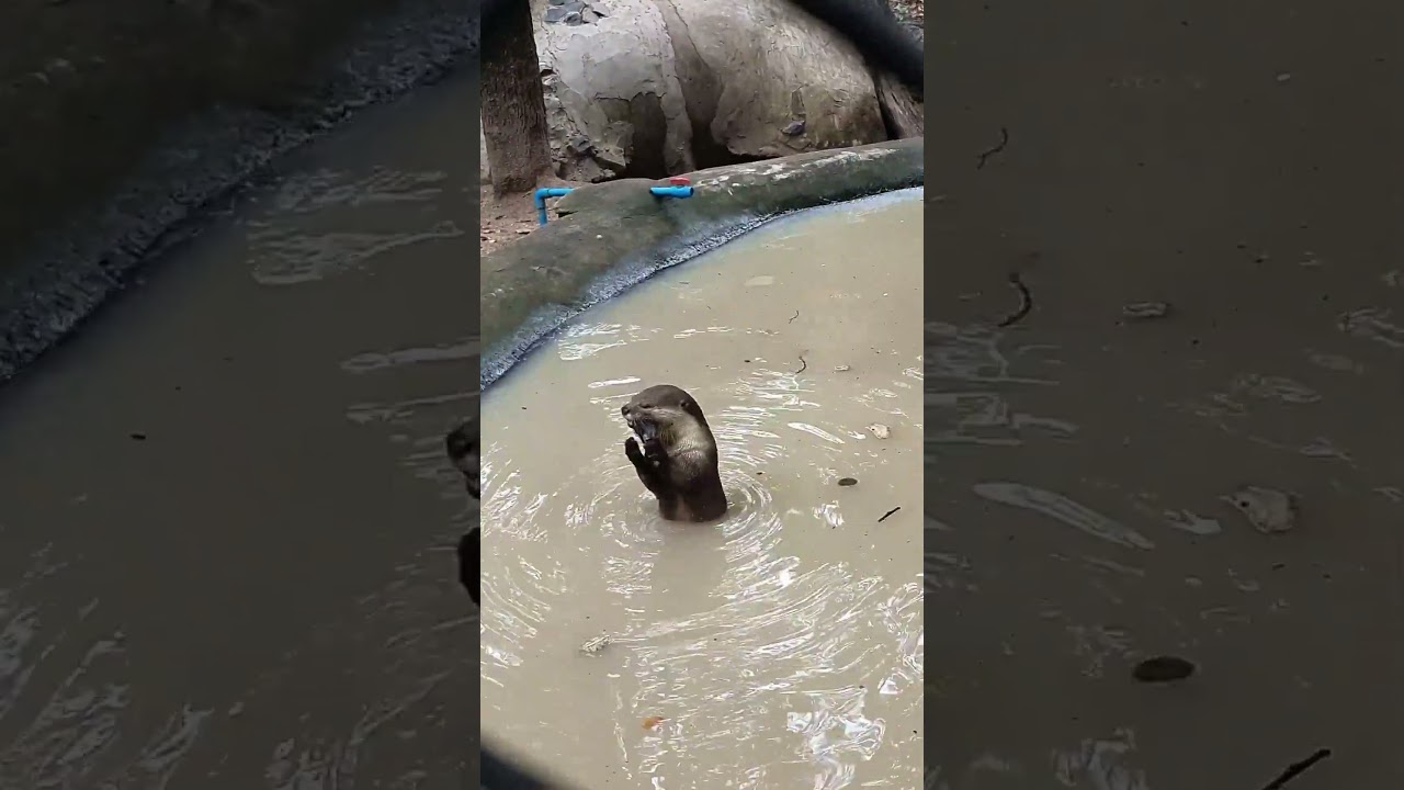 Video 2f2d24ce 25b5 405e a201 dbb8f855cfeb