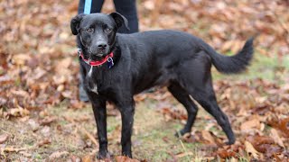 Video preview image #1 Borador Puppy For Sale in Cookeville, TN, USA