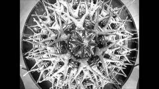 Destroyer - The Music Lovers