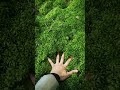 I sometimes fondle moss