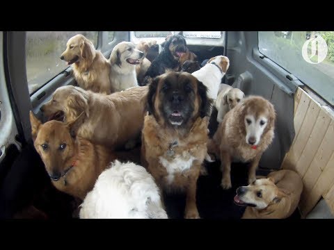 Doggo School Bus by @The Oregonian