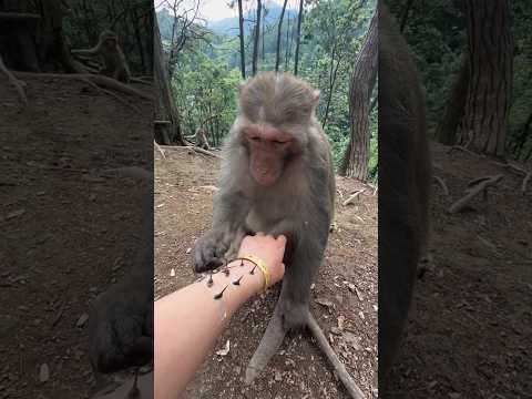 The King Always Stays Calm and Kind 🐒❤️