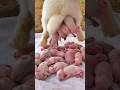 Rabbit Growth - Baby Animals 1 To 16 Days