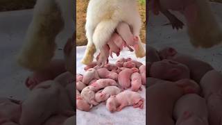 Croissance des lapins - bébés animaux 1 à 16 jours