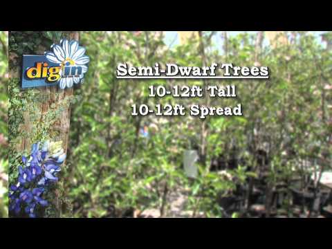 download lagu mp3 mp4 Fruits To Grow In Colorado, download lagu Fruits To Grow In Colorado gratis, unduh video klip Fruits To Grow In Colorado