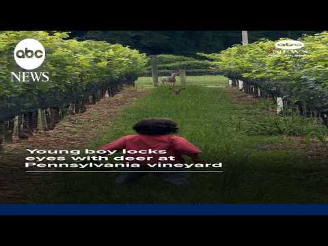 Young boy locks eyes with deer at Pennsylvania vineyard