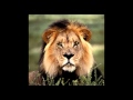 Meet Roary The Lion
