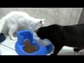 Gato maluco molhando a ração (HD) 