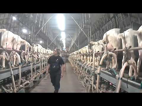 , title : 'Geiten melken in 2x50 GEA geitenmelkstal - Milking goats'
