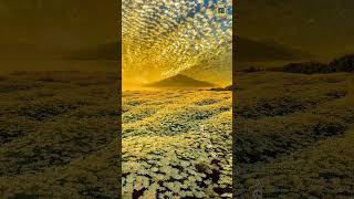 Download lagu 🌅 Beautiful Sunrise Over a Magical Flower Field | Nature’s Golden Hour mp3 Download lagu 🌅 Beautiful Sunrise Over a Magical Flower Field | Nature’s Golden Hour mp3