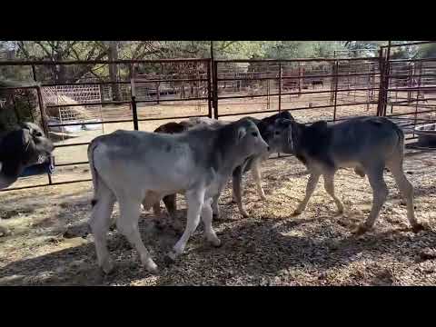 Brahman Bull Calves Lot #403