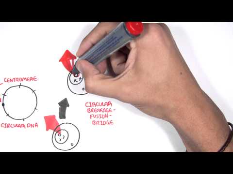 Oncogenetics Mechanism of Cancer tumor suppressor genes and oncogenes