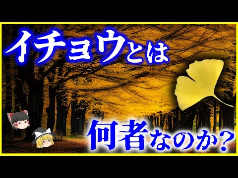 イチョウがなぜ「カメコ」なのか。 植物