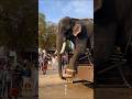 Thrissur Mallu Kerala Aana Elephant Nihadnvajid Trending Pooram