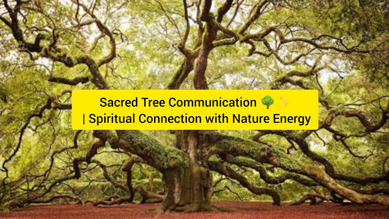 Sacred Tree Communication 🌳✨ | Spiritual Connection with Nature Energy