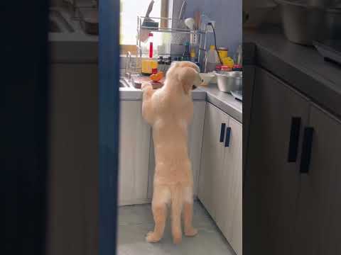 The Most Hilariously Cute Dog#funnydogs#cute#doglover#FunnyCuteDog#AdorablePuppy#FunnyCuteDog