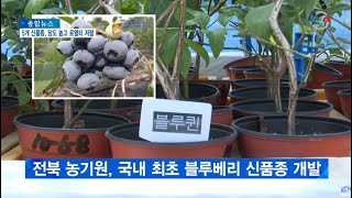 [KCN금강방송] 전북농기원 국내 최초 블루베리 5개 신품종 개발