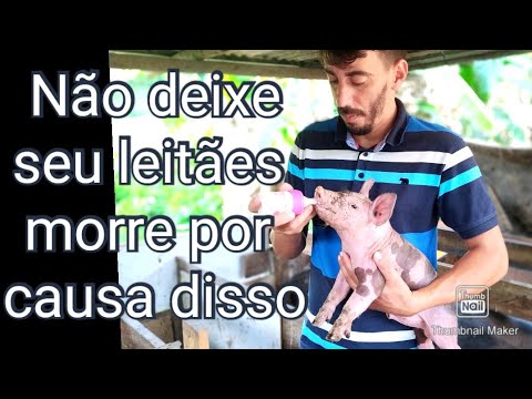 , title : 'como fazer o melhor leite para o seus leitãozinhos não morre de fome , matriz sem leite'