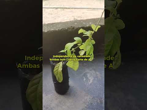 🌿 Planta Guiné (Erva Tipi) / Duas variedades – Carutapera MA