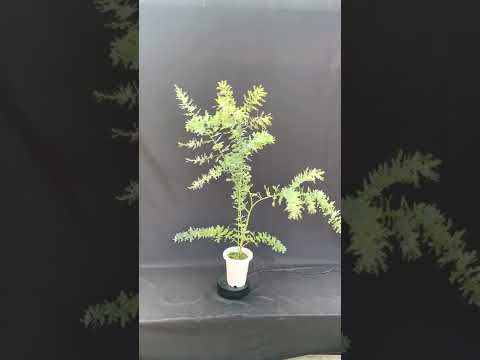 ベイリーズ ミモザ、クータマンドラ アカシア、アカシア バイレヤナ