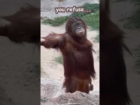 Orangutan just threw a KAMEHAMEHA at me #funny #animals #shorts
