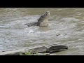 Spinnig And Rolling Crocodiles Feeding On A Topi