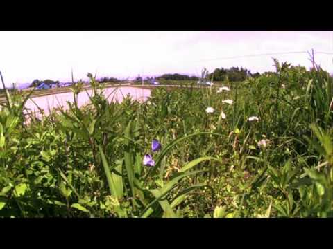 オオルリシジミの求愛飛翔　高速度映像