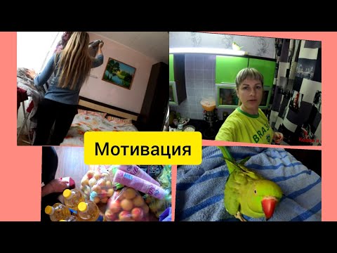 МОЙ ДЕНЬ 2020 / СПЛЕТНИ/ ОЖЕРЕЛОВЫЙ ПОПУГАЙ КЕША