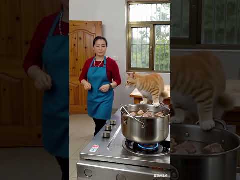 It's rare, Boo absurd video, animals' confusing behavior, never expected, TikTok to watch the world