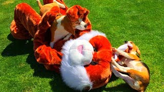 Cute Dogs Get The Best Birthday Present Ever : A Huge Crazy Bunny!