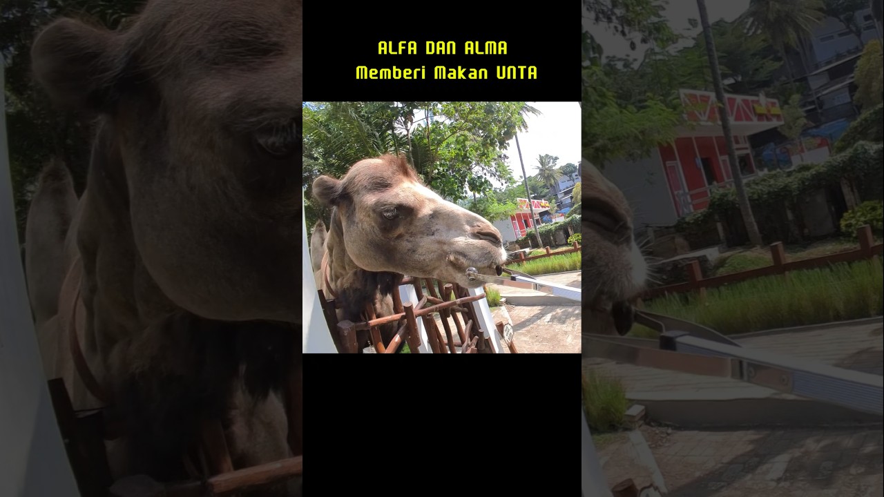 Seru Banget Kasih Makan Unta disini! #shortanak #petfeeding #shortsviral
