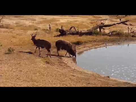 Djuma: Two Nyala bulls - 09:15 - 09/12/19