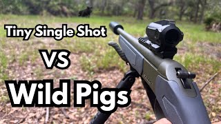 Hunting Invasive Hogs with the CVA Scout 300 AAC Blackout