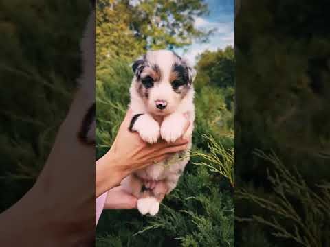 Australian Shepherd puppy for sale