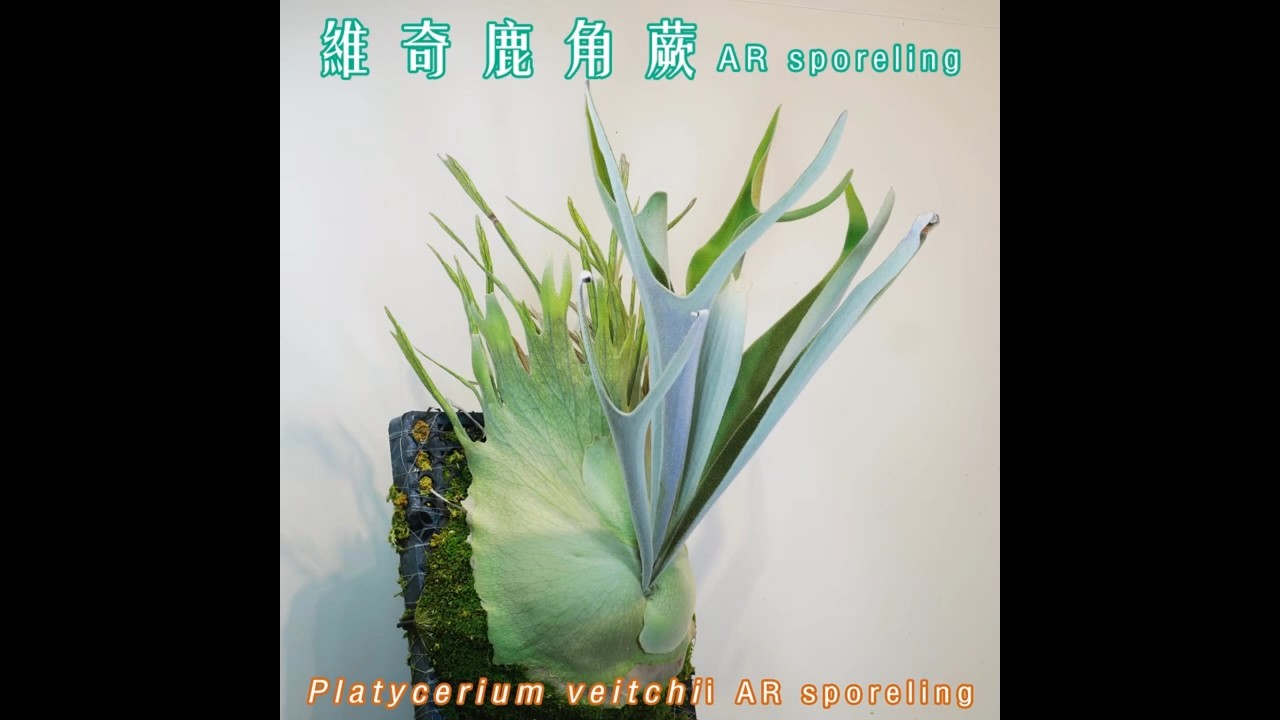 P. veitchii AR sporeling