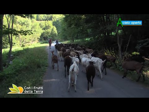 In Appennino è tempo di transumanza