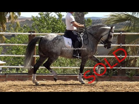 **SOLD** Advanced PSG - Andalusian PRE Stallion 2012 - 1,67 | #MP365