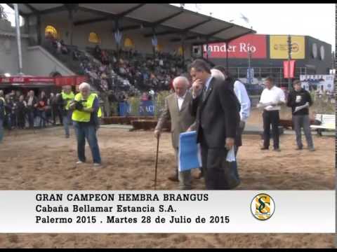 28-07-15 Gran Campeon Hembra Brangus - Palermo 2015.