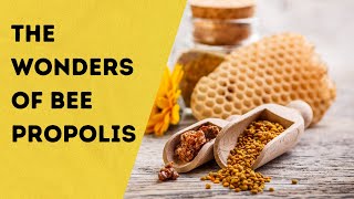 The Power Of Bee Propolis [Facts and Benefits of "Bee Glue"]