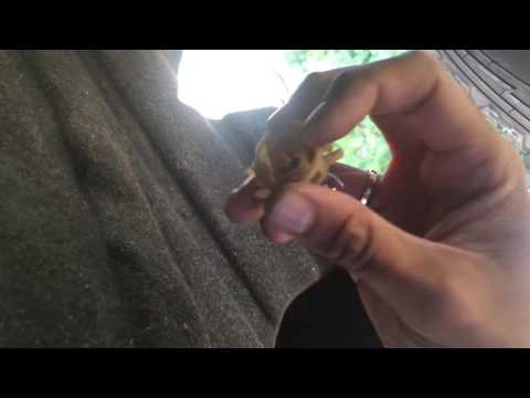 How To Change Fog Lights Bulbs On Jeep Grand Cherokee 2013