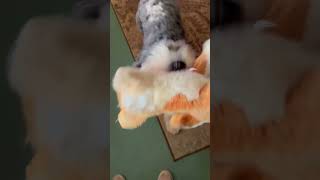 Chewy trying to get someone to play with it him