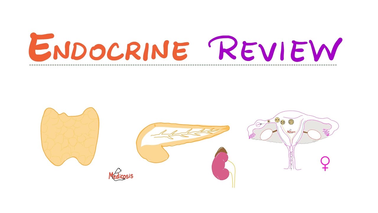 Endocrine System Review - Pituitary, Thyroid, Parathyroid, Adrenal, Pancreas, Gonads - Biology
