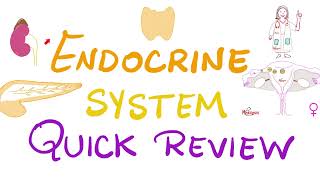 Endocrine System Review | Pituitary, Thyroid, Parathyroid, Adrenal, Pancreas, Gonads | Biology 🧫