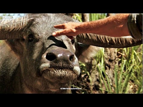 Crocodile Dundee: How to subdue a water buffalo