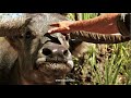 Crocodile Dundee How To Subdue A Water Buffalo