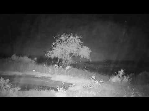Djuma: Hippo, Egyptian Geese and Waterbuck bull during the rain - 02:36 - 10/16/2023
