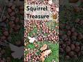 I Went On A Secret Squirrel Treasure Hunt!